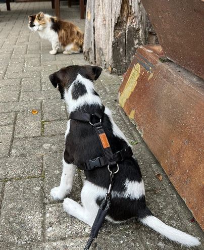 Katzen von Oma und Opa, muß man kennen lernen