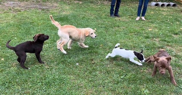 in der Hundeschule hat man auch Spaß